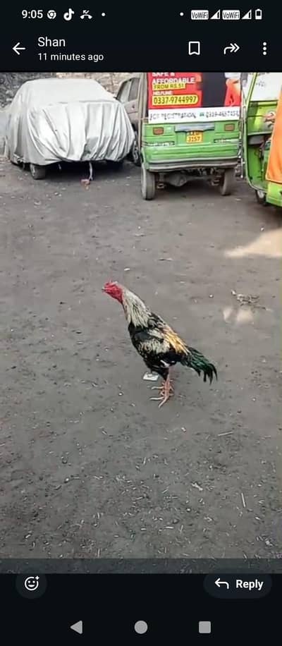 pakisatini aseel murga