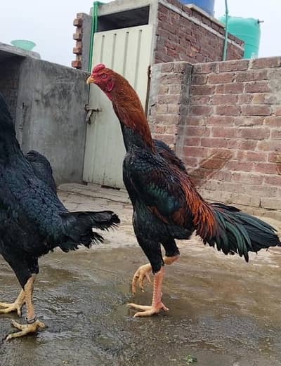 o Shamo king size extra ordinary