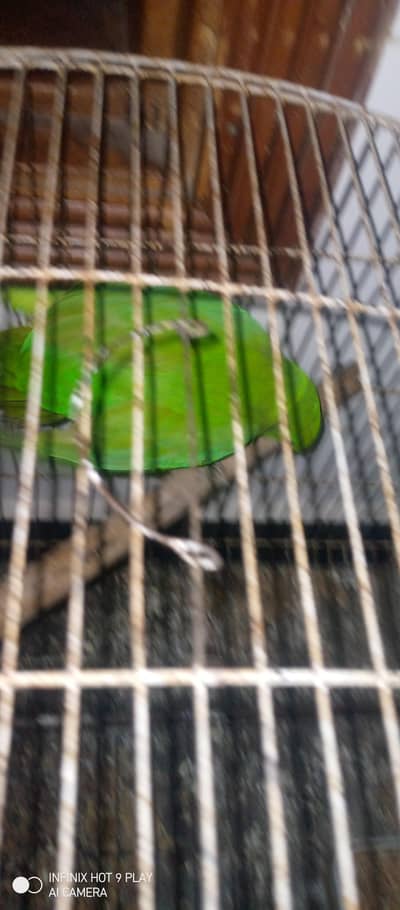 Ring Neck Parrot For Urgent Sale