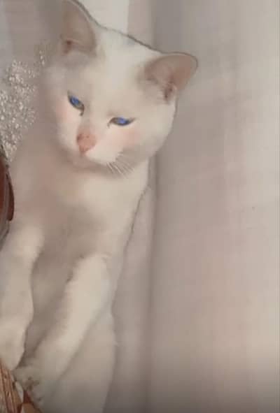 Turkish van miix white cat with green eyes