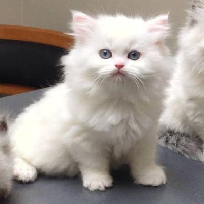 Persian cat 2 month age My WhatsApp number 0301=35.64. 795for sale