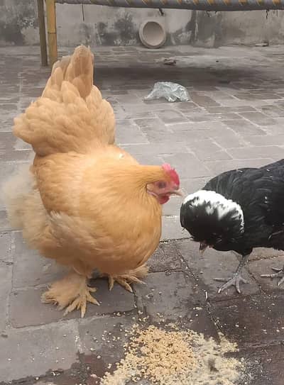 1 black polish hen 1 golden heavy buff hen