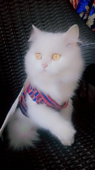 Persian white cat for sale