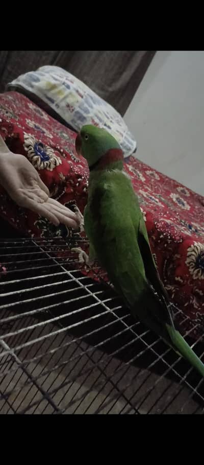 Fully tame,Friendly Breader Raw Mail