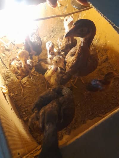 1 male 3 females 8 chicks for sale