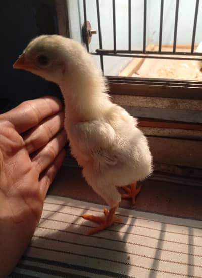 Aseel White Shamo Chick