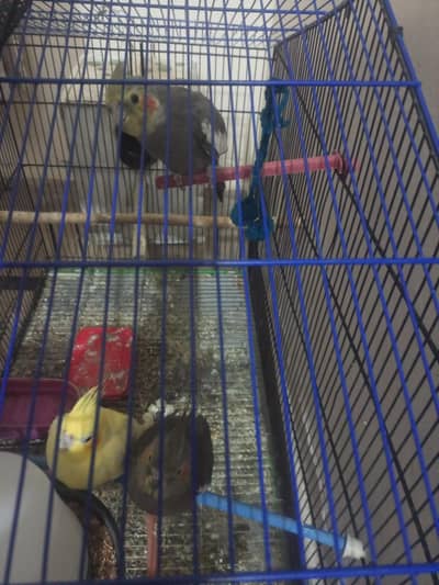 Cocktail parrots for sale