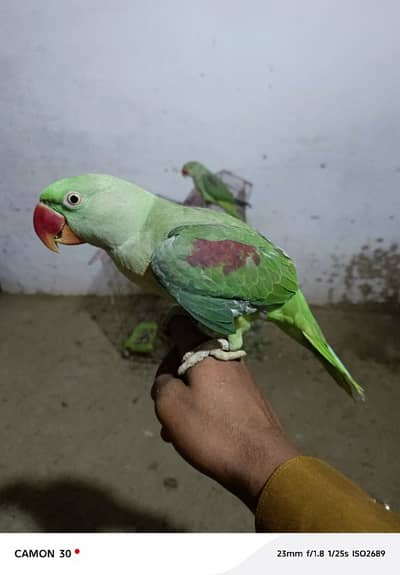 Kashmiri raw parrot for sale
