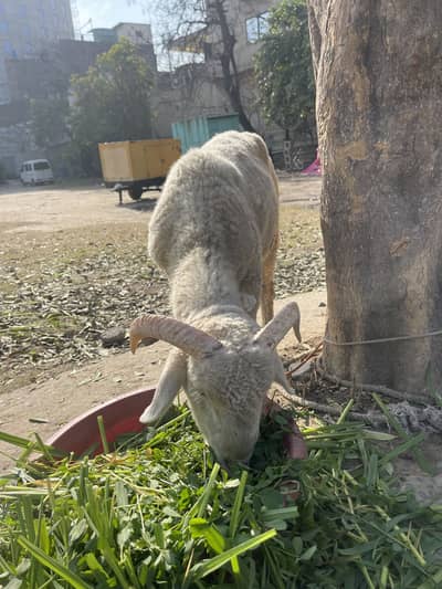 Mainda for sale good body structure