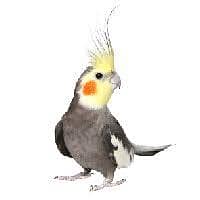 lovebird and cocktail