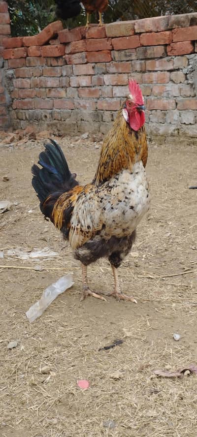 Young Healthy and Active Misri Cock for Sale