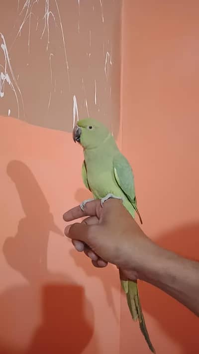 ring neck hand team and talking femele