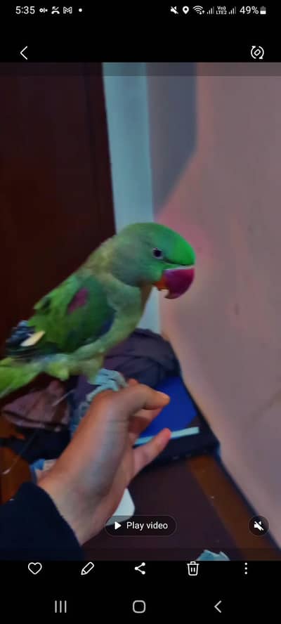 Sun Conure Breeder Pair. Handtame Raw