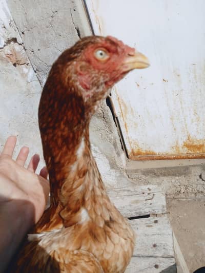 Unique eyes high quality aseel  murgi