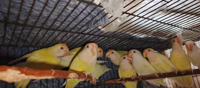 Rosicoli Ceremino love birds