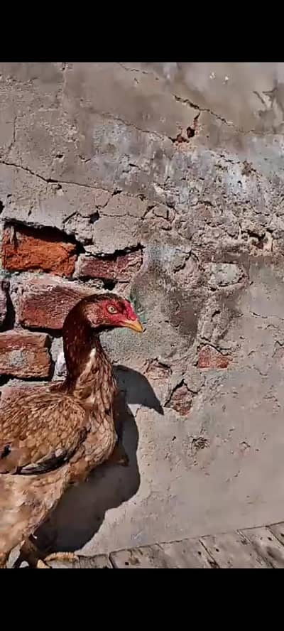 Unique eyes high quality aseel  murgi