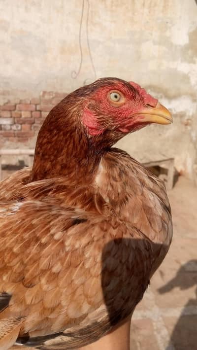 Unique eyes high quality aseel  murgi