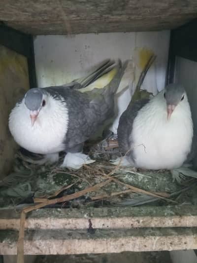 silver sehrazi loare