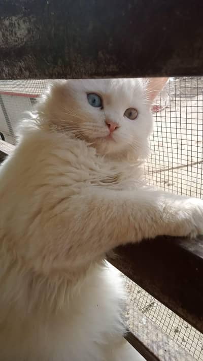 zio my cat Persian very beautiful full active hai