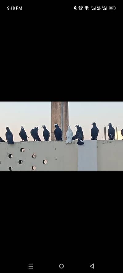 Fancy pigeon for sale