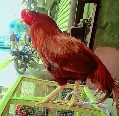 Long Hight Murgha Very Beautiful