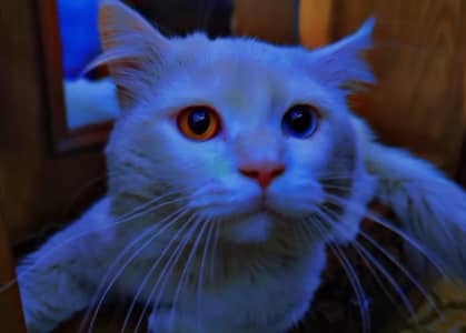 Male Persian Cat  Odd Eyes (Blue & Brown) with accessories