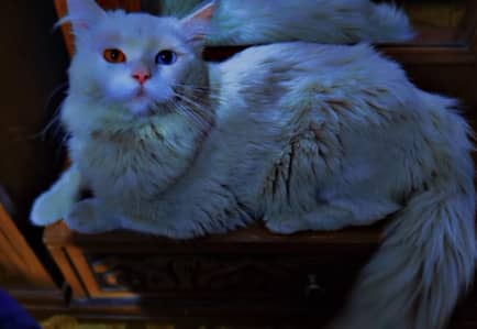 Male Persian Cat  Odd Eyes (Blue & Brown) with accessories