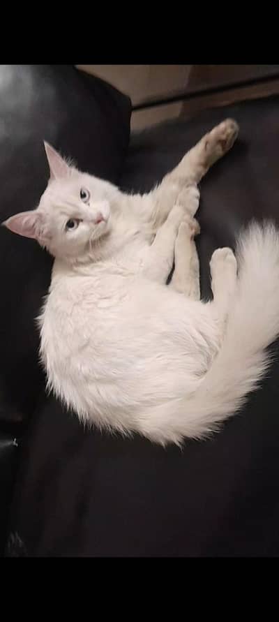 White Turkish Angora