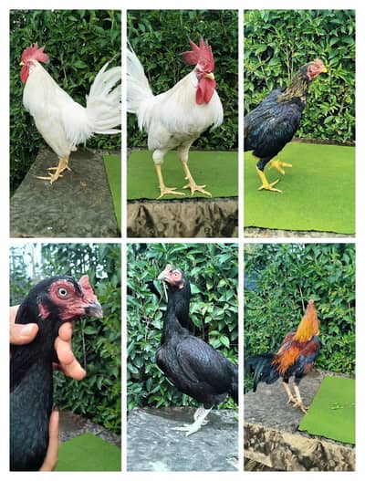white,rooster,Desi,Aseel,Mushki,lasani,Maadi,patha,Murgha03444859901
