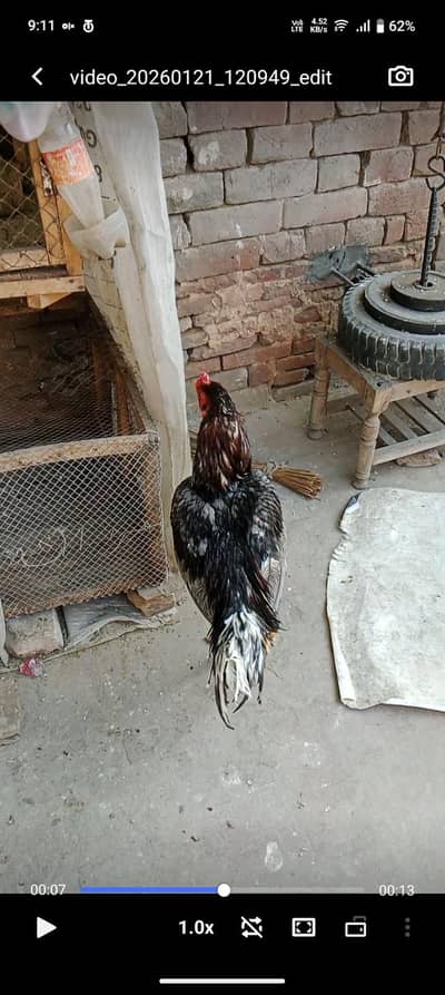 Home bread healthy and active