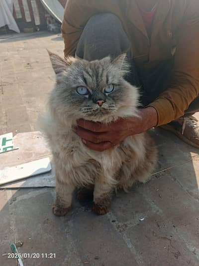 Persian cate female h active h