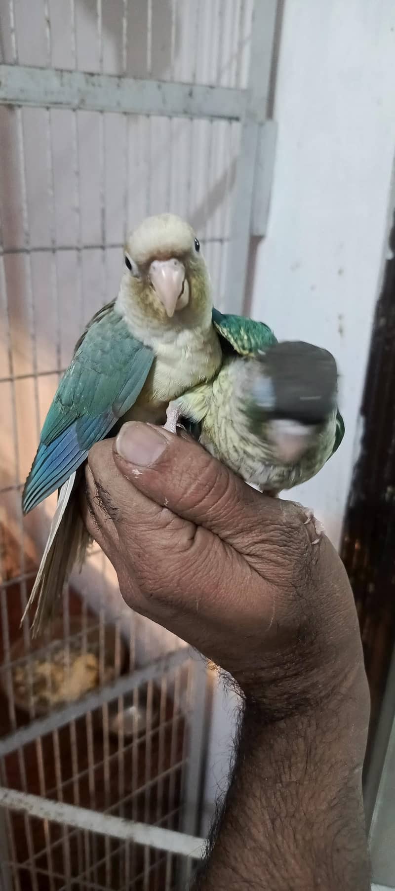 CENORE TAME all types LORRY chick's available - Parrots - 1108896028