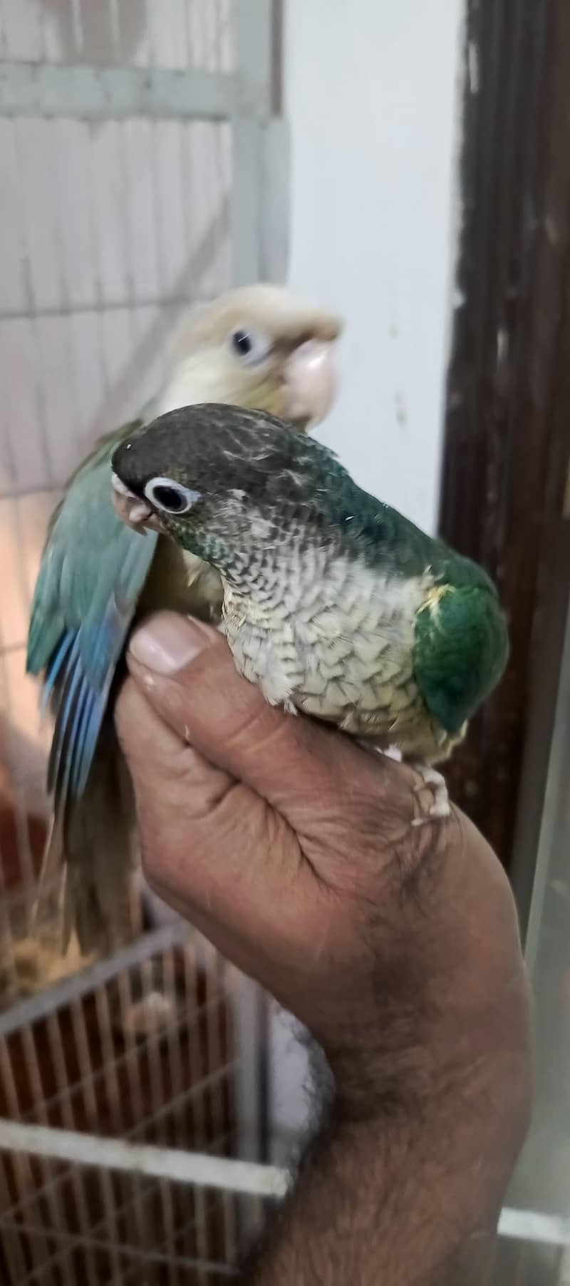 CENORE TAME all types LORRY chick's available - Parrots - 1108896028