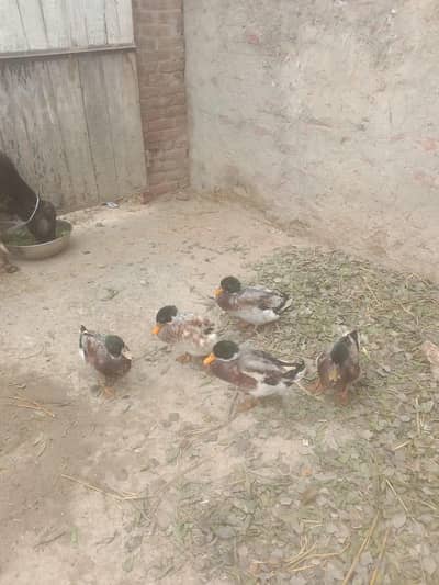4 male ducks for sall per pice 1300