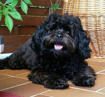 Shitzu male available only for stud