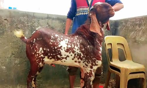 makhi china breeder Bakra