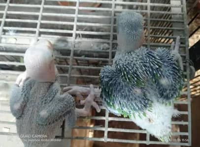 raw parrot chick baby