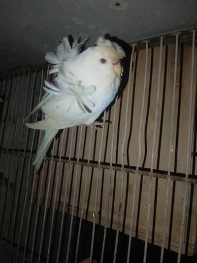 hogoromo breeder female