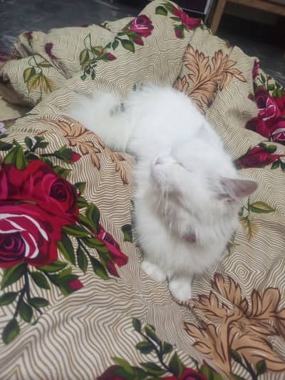 Persian kitten| double coated| doll face kitten |white colour eyes