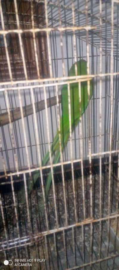 Ring Neck Parrot For Urgent Sale