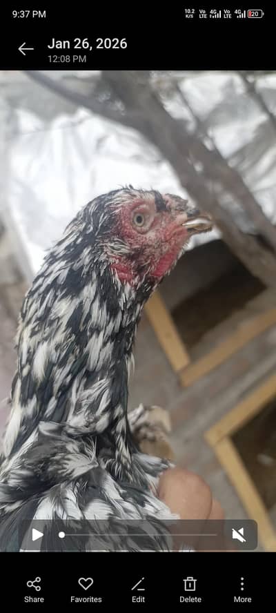 Pure Aseel females | Kruk