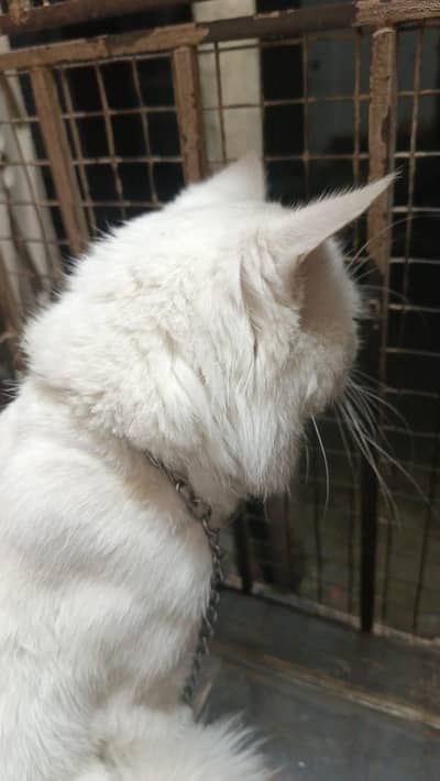 Persian male cat for sale