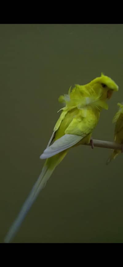 Fallow Hogormo Budgie Pair