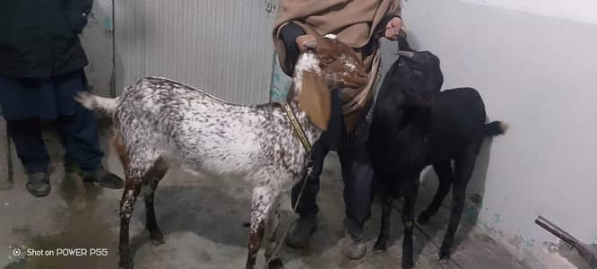 mai any bakro ka pair  sale karna chata hon