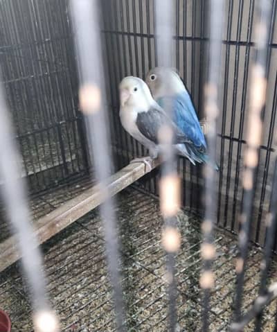 Palefellow Breeder Pairs and cages available