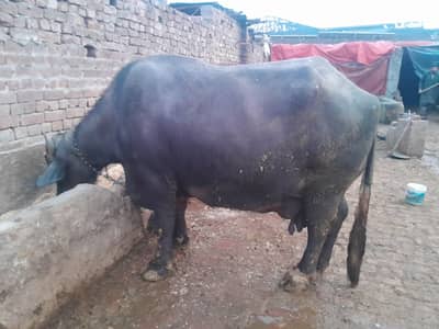 neeli ravi buffalo