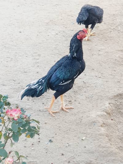 high quality Lassani Aseel for sale