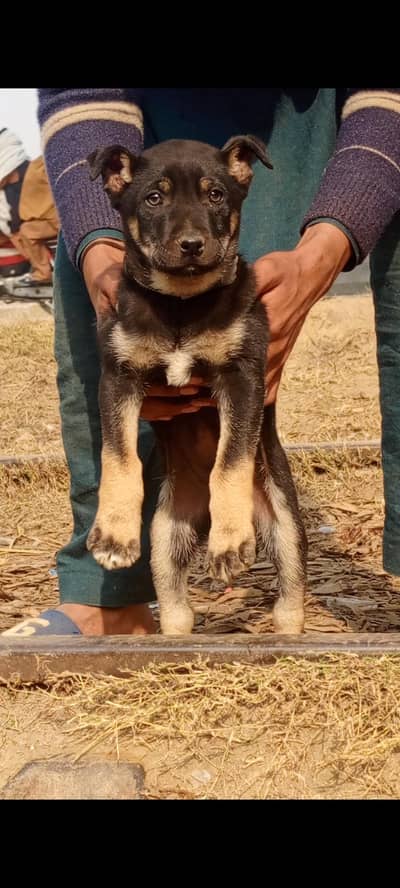 Alsatian mail 2 month for sale