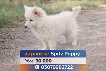 Japanese Spitz Puppy for Sale – Healthy & Active