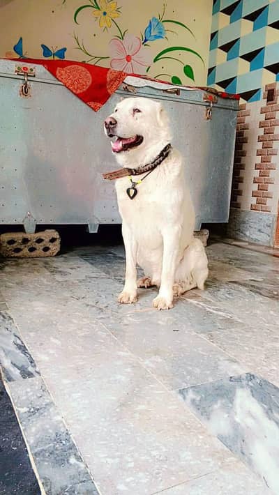 arjents sale alabai dog